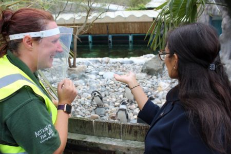 Priti Patel visits Colchester Zoo’s penguins