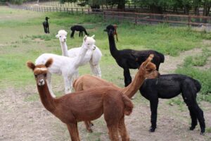 Some of the alpacas at Stantons Farm